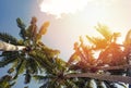 Tropic palms over the blue sky with warm light, toned photo.