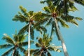 Tropic palms over the clean blue sky on a sunny day, view from the ground