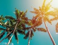 Tropic palms over the clean blue sky on a sunny day, view from the ground