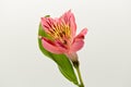 Tropic pink flower Alstroemeria aurea,isolated on white background