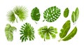 Tropic plants. Monstera and palm jungle leaves, green exotic foliage, nature botanical decorative collection. Vector