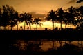 Tropic pulms on the sunset, sky background Royalty Free Stock Photo