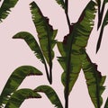 Tropic summer painting seamless vector pattern with palm banana leaf and plants. Royalty Free Stock Photo