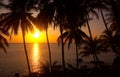 Tropic sunset Royalty Free Stock Photo