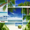 Tropic mix Royalty Free Stock Photo