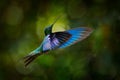 Tropic wildlife. Great sapphirewing, Pterophanes cyanopterus, big blue hummingbird with red flower, Yanacocha, Pichincha in
