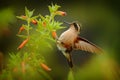 Tropic wildlife. Hummingbird drinking nectar from pink flower. Feeding scene with Speckled Hummingbird. Bird from Colombia