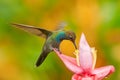 Tropic wildlife. Hummingbird with flower. Rufous-gaped Hillstar , Urochroa bougueri, on ping flower, green and yellow background,