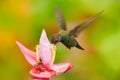 Tropic wildlife. Hummingbird with flower. Rufous-gaped Hillstar , Urochroa bougueri, on ping flower, green and yellow background,