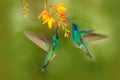 Tropic wildlife. Hummingbirds with orange flower. Two green birds Green Violet-ear, Colibri thalassinus, flying next to beautiful Royalty Free Stock Photo