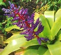 A tropical Aechmea Blue Tango flower