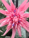 A tropical Aechmea Nature`s Pride Bromelia flower