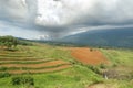 Tropical agriculture landscape Royalty Free Stock Photo