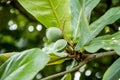 Tropical almond, Bengal almond, Indian almond, Sea almond, Beach almond, (Terminalia catappa).