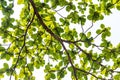 Tropical almond branches and leaves