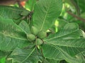 Tropical Almond Fruits in Plant