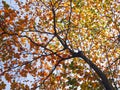 Tropical almond leaf(Terminalia catappa)