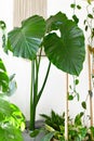 Tropical `Alocasia Macrorrhizos` Giant Taro plant surrounded by other house plants