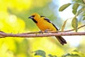 Tropical Altamira Oriole in Nicaragua