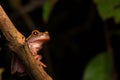 Tropical Amazon rain forest tree frog Royalty Free Stock Photo