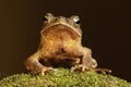 tropical amazon toad on moss