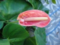 Anthurium Royalty Free Stock Photo