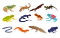 Tropical amphibian. Different frogs and lizards breed, toad and chameleon various colors, salamander, newt and triton