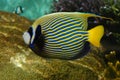 Tropical angel fish with stripes