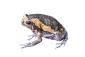 Tropical animal asian narrowmouth toads or amphibious  on white background with clipping path Royalty Free Stock Photo