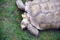 Tropical animal turtle