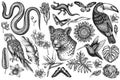 Tropical animals vintage vector illustrations collection. Black and white leopard, snake, lizard, hummingbird