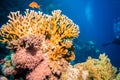 Tropical Anthias fish with net fire corals