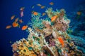 Tropical Anthias fish with net fire corals