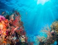 Tropical Anthias fish with net fire corals