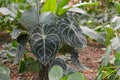 Tropical Anthurium Clarinervium plant with ovate, deeply-lobed leaves with whitish vein that form a beautiful lace pattern