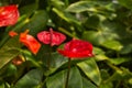 Tropical Anthurium Plant, beautiful Laceleaf