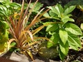 A tropical aquaponics garden