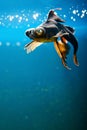 Tropical aquarium fish Royalty Free Stock Photo