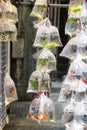 Tropical Aquarium fish and plat at Hong Kong goldfish market