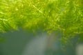 Tropical aquatic plant in freshwater pond Royalty Free Stock Photo