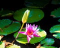 The tropical aquatic plant purple water lilies in the pond Royalty Free Stock Photo