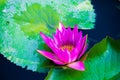 The tropical aquatic plant purple water lilies in the pond Royalty Free Stock Photo