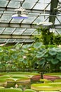 Tropical aquatic plants - pink lotus, giant water lily and Amazonian Victoria floating in greenhouse under phytolamps Royalty Free Stock Photo