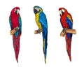 Tropical ara parrots collection