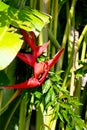 Tropical arrowroot plant