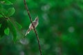 Tropical asia`s most popular small common tailor bird sitting a Royalty Free Stock Photo