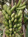 Tropical asian Banana