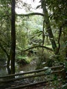 Rainforest in Tropical Australia