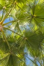 Tropical backdrop of palm leaves against sky Royalty Free Stock Photo