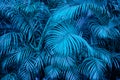 Tropical backgound - blue palm tree leaf pattern